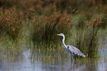 Blauwe Reiger van Peter Deschepper