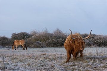 Schotse Hooglander en Konikpaard van Charlene van Koesveld