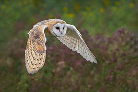 Fliegende Schleiereule über einem Blumenfeld.