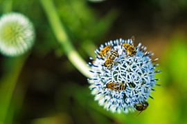 Des abeilles récoltent du miel sur un chardon globe sur Alexander Ließ
