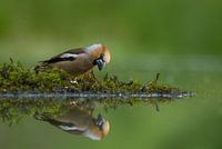 Apple finch with reflection
