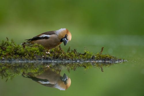 Apple finch with reflection