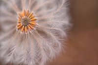 fleur blanche douce, églantier
