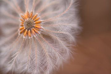 zachte witte bloem, clematis