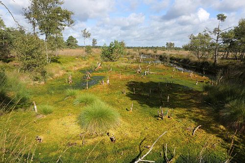 The Pietzmoor in the Lüneburg Heath in Lower Saxony