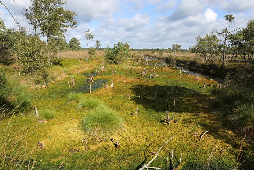Het Pietzmoor in de Lüneburger Heide in Nedersaksen van Karina Gebert