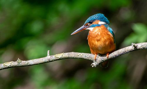 Kingfisher in panoramabeeld