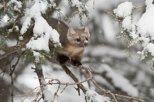 American Pine Marten *Martes americana* by wunderbare Erde