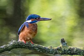 kingfisher with fish