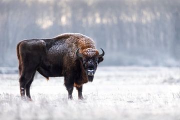 Wisent bull devises under a layer of frost