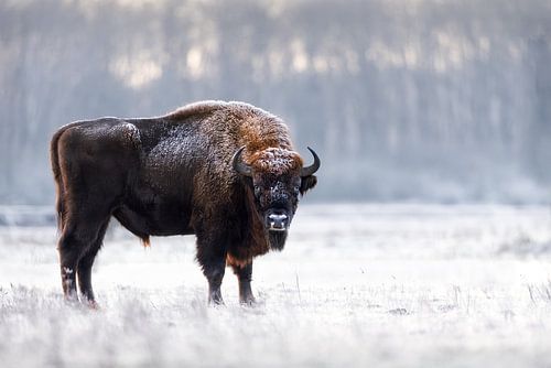 Le taureau Wisent devise sous une couche de givre sur Patrick van Os