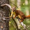Cheerful EEKHOORN in the woods sitting on a branch by Marianne Ottemann - OTTI