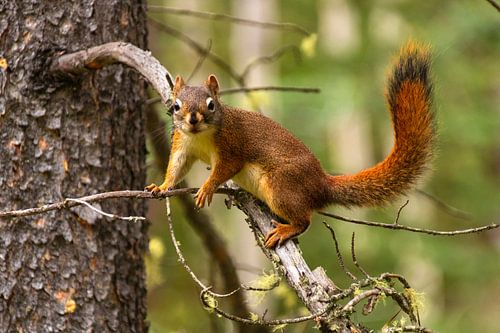Vrolijke EEKHOORN in de bossen zittend op een tak