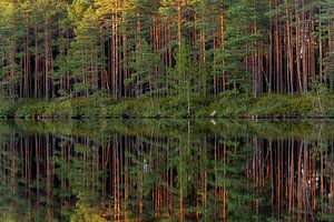 Forêt de pins avec réflexion