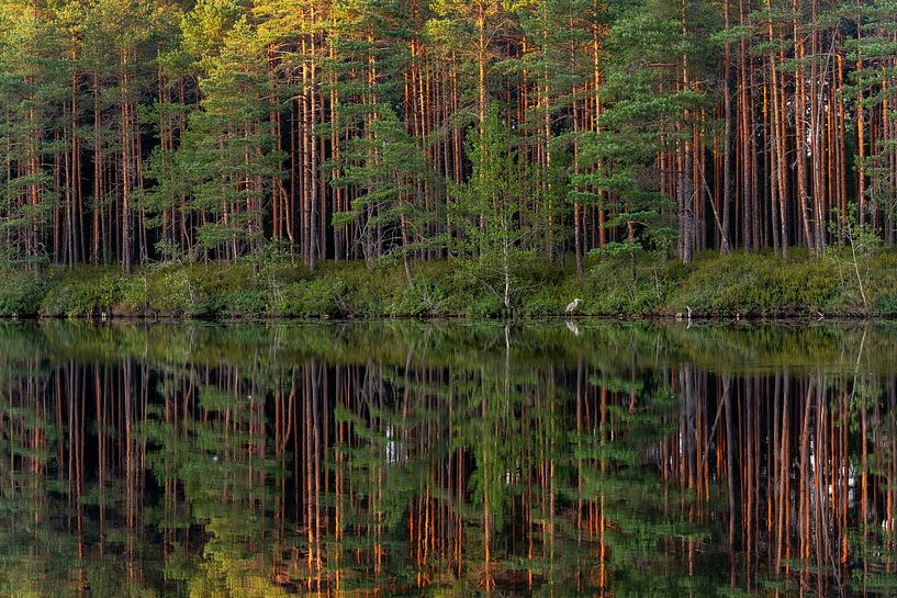 Forêt de pins avec réflexion par Yanuschka | Fotografie Noordwijk