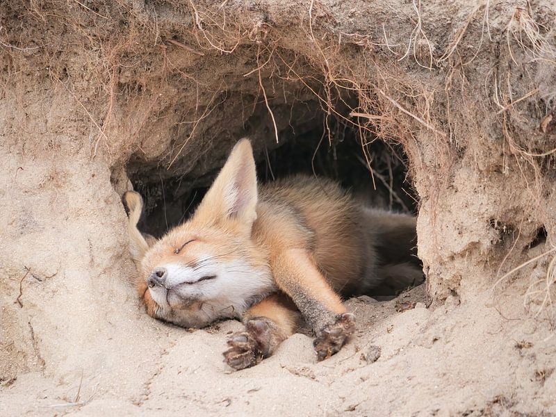 Fuchs im Traumland von Miriam van Dun