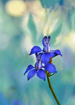 Fleurs de consolida bleues sur Corinne Welp