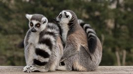 de warmte bij elkaar zoeken van anja voorn