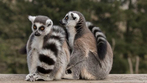 de warmte bij elkaar zoeken van anja voorn