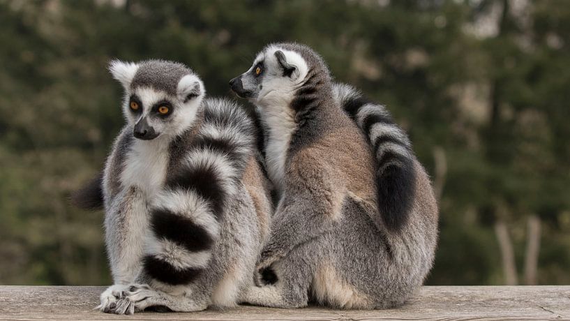 finding the warmth together by anja voorn