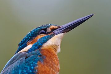 Eisvogel - Porträt von Eisvogel.land - Corné van Oosterhout