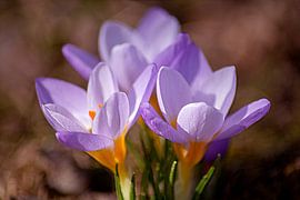 Blooming purple sur Photoart-Naegele