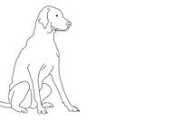Vizsla