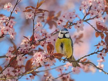 Mésange bleue dans les fleurs roses sur Katho Menden