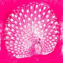 Japanischer Pfau in Pink von Mad Dog Art Miniaturansicht