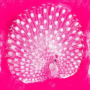 Japanischer Pfau in Pink