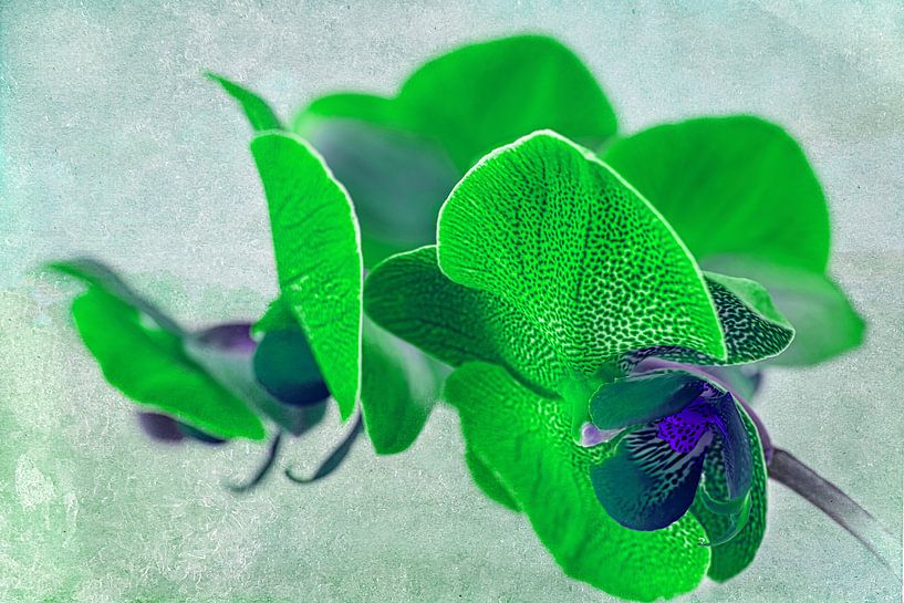 Grüne Orchidee, Gefleckte grüne Orchidee von Rietje Bulthuis