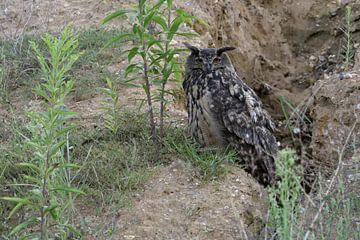 Eurasian Eagle Owl ( Bubo bubo ), adult bird, sitting in the slope of a gravel pit
