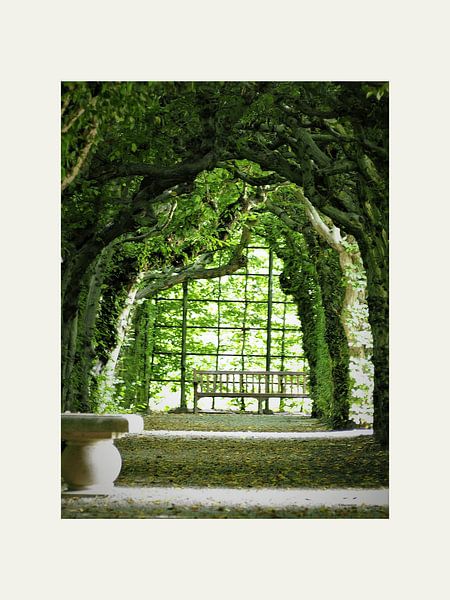 Hornbeam photographed at Kasteeltuinen Arcen by @Unique