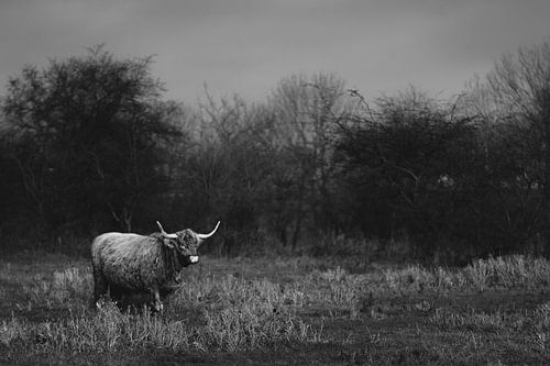 Schotse Hooglander 1
