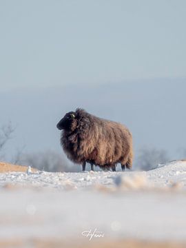 het zwarte schaap van Henri van Rheenen