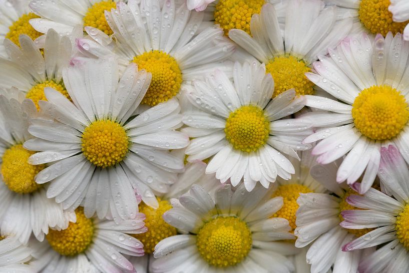 Gänseblümchen Gänseblümchen von Ulrike Leone