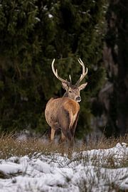 Winter King - Proud Stag in the Snow by Lichtlaub Photography | Toni Seyfert