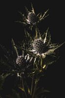 Thistle