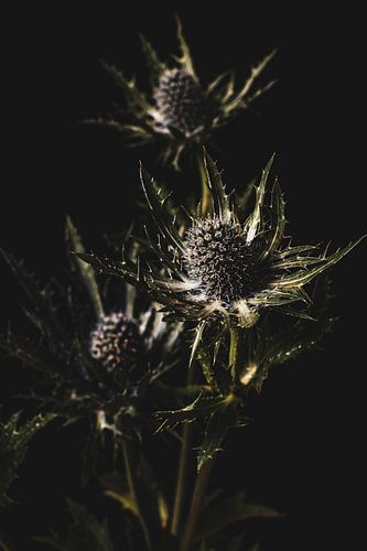 Distel