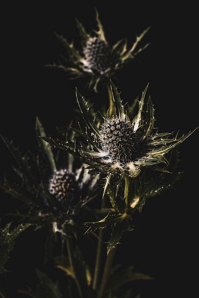 Distel von Eveline Hellingman