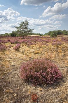Colors at the Drunense duinen