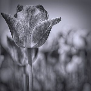 Tulip in black and white sur eric van der eijk