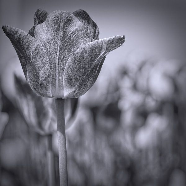 Tulip in black and white by eric van der eijk
