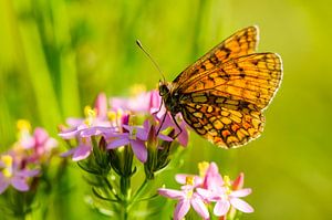 Bosparelmoervlinder Melitaea athalia. Oranje vlinder op roze bloem