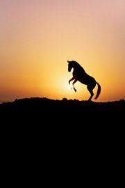 Cheval cabré silhouette dans un soleil doré