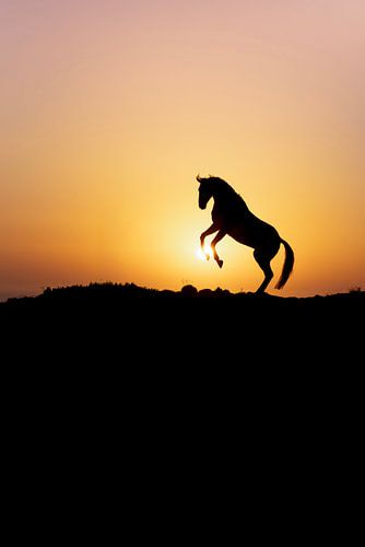 Paard Steigerend Silhouet in Gouden Zon