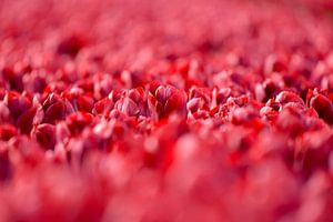 Tulipes des Pays-Bas. sur Francis Dost