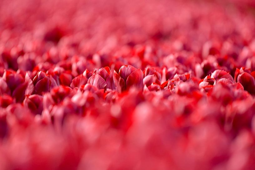 Tulpen uit Nederland. van Francis Dost