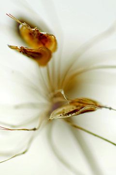 Herfstimpressie van een schermbloem