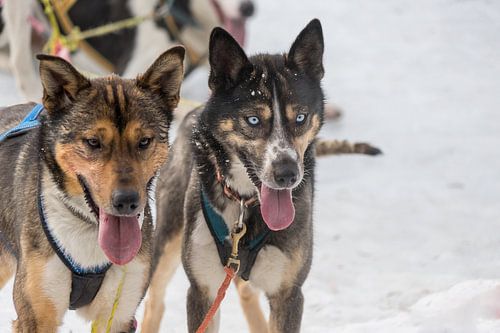 Husky-Safari Tour Norwegen